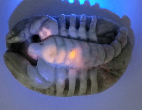 Hackmanite Scorpion Carving - Image 8