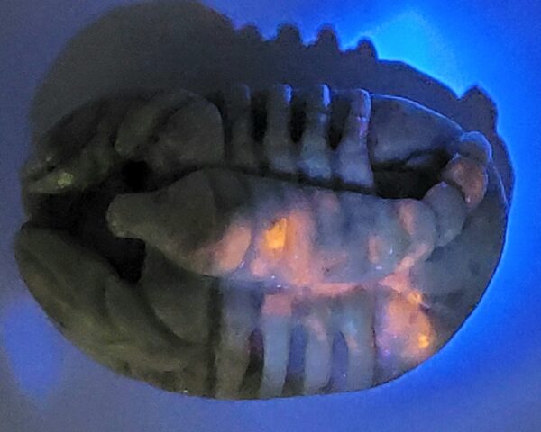 Hackmanite Scorpion Carving - Image 9