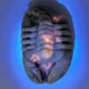 Hackmanite Scorpion Carving - Image 10