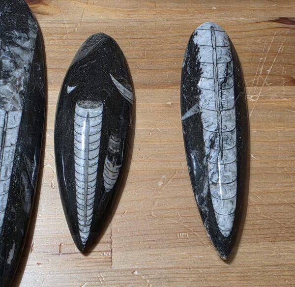 Orthoceras Fossils - Image 10