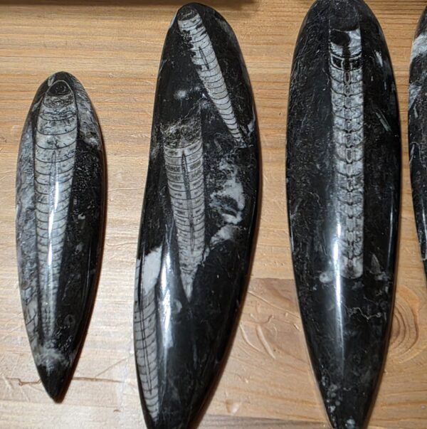 Orthoceras Fossils - Image 8