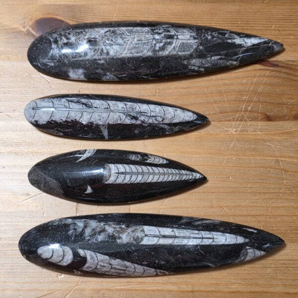 Orthoceras Fossils - Image 7