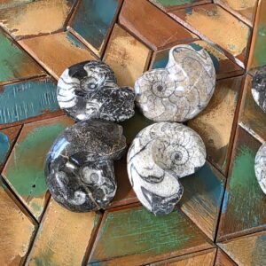 Goniatite Fossils