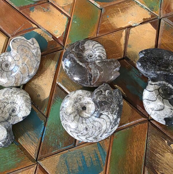 Goniatite Fossils - Image 4