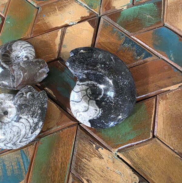 Goniatite Fossils - Image 6