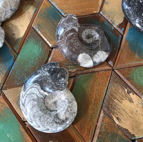 Goniatite Fossils - Image 5