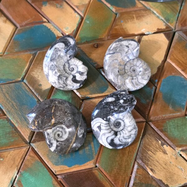 Goniatite Fossils - Image 3