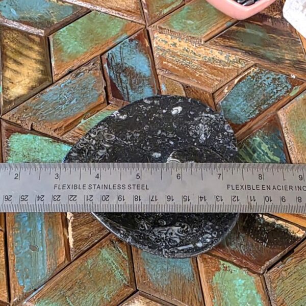 Heart-Shaped Fossil Plates - Image 3