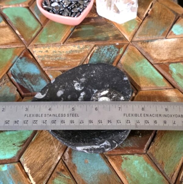 Heart-Shaped Fossil Plates - Image 5
