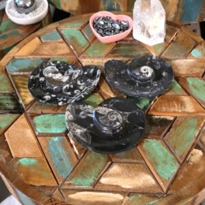 Ammonite-Shaped Fossil Plates