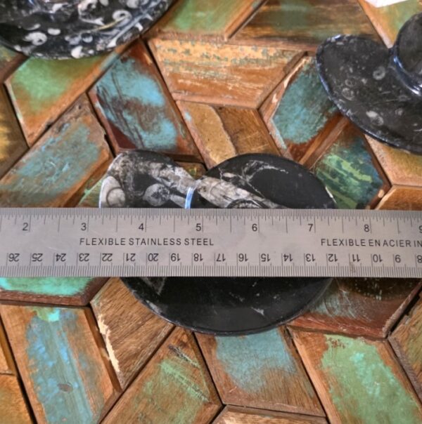 Ammonite-Shaped Fossil Plates - Image 7