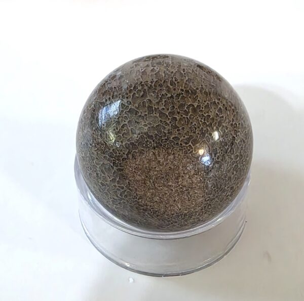Dinosaur Bone Spheres - Image 15